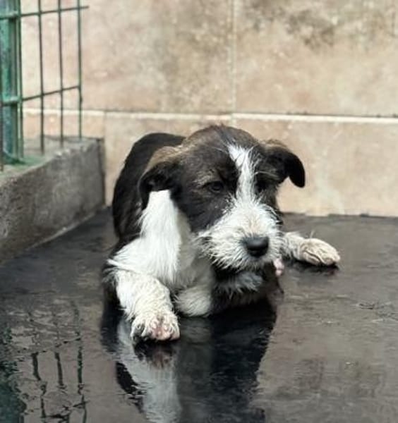 Nika - Sanfte & liebe Junghündin