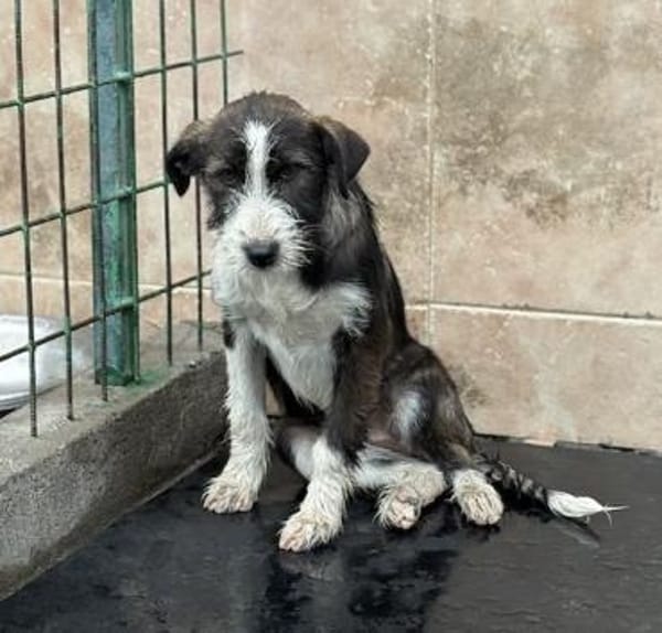 Nika - Sanfte & liebe Junghündin