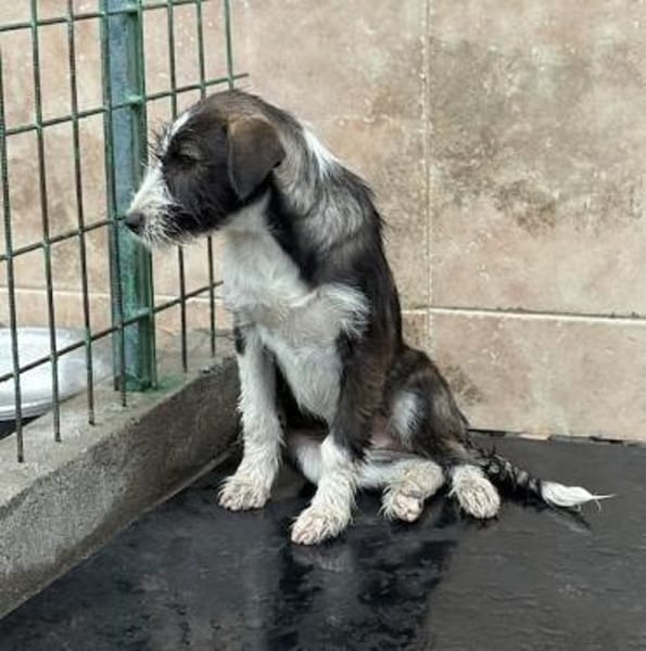 Nika - Sanfte & liebe Junghündin