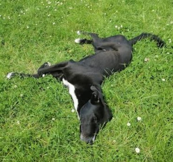 Kara - sanfte, verschmuste Hündin