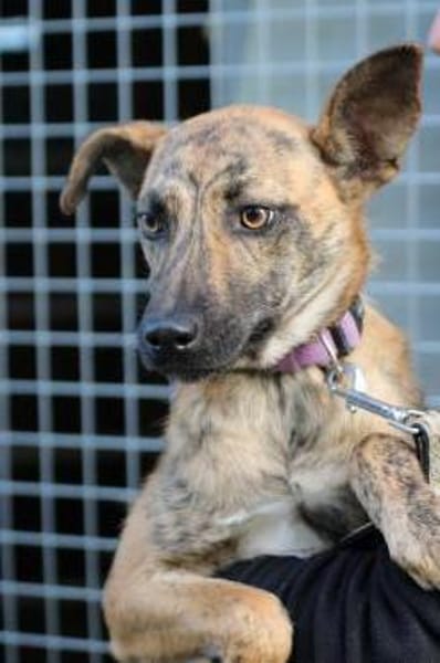 Kiwi - fröhlich u. zutraulich