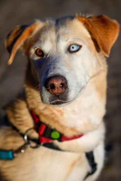 Nala wartet in 09648 Mittweida auf dich!