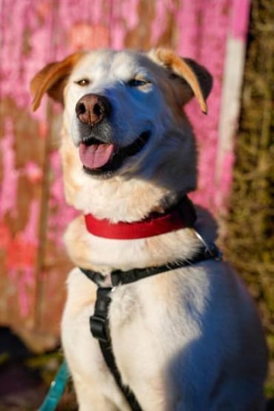 Nala wartet in 09648 Mittweida auf dich!