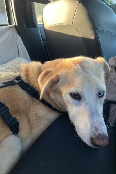 Nala wartet in 09648 Mittweida auf dich!