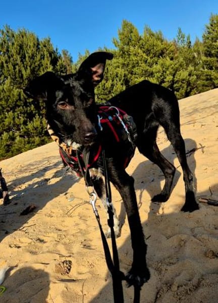 Flor sucht Zuhause mit Podenco Erfahrung