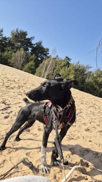 Flor sucht Zuhause mit Podenco Erfahrung