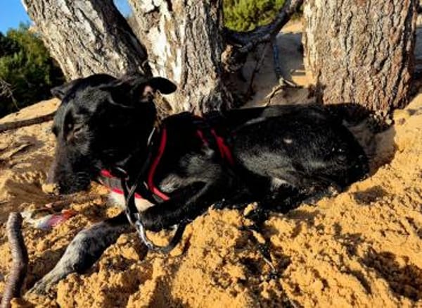 Flor sucht Zuhause mit Podenco Erfahrung