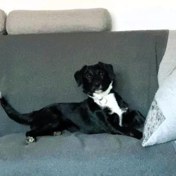 Matilda  Kleine Hundedame ganz groß