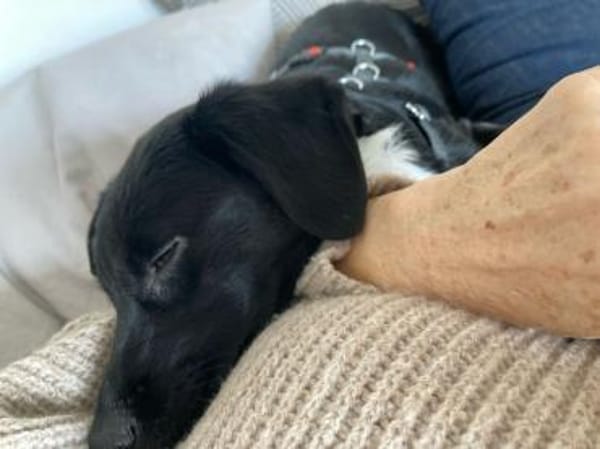 Matilda  Kleine Hundedame ganz groß