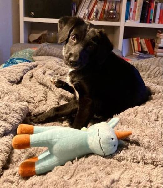 Matilda  Kleine Hundedame ganz groß