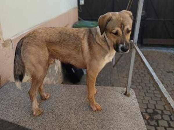 Süßer Lucas in 67295 Bolanden