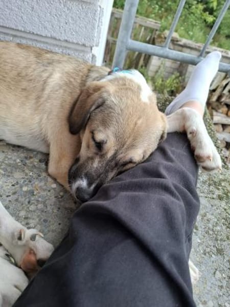 Süßer Lucas in 67295 Bolanden