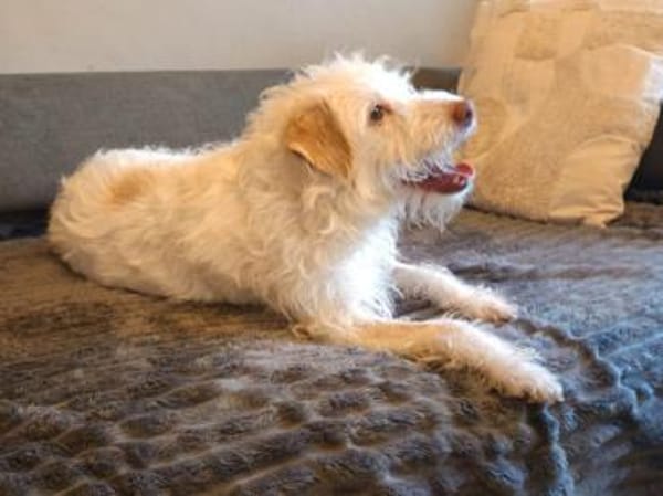 Terry - wartet in 67295 Bolanden