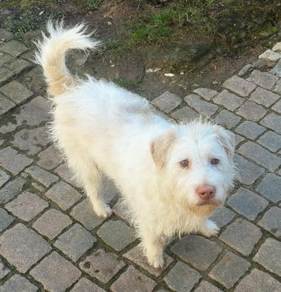 Terry - wartet in 67295 Bolanden