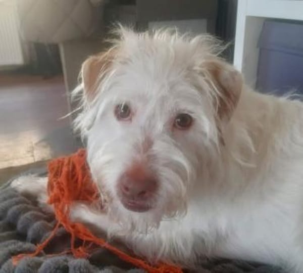 Terry - wartet in 67295 Bolanden