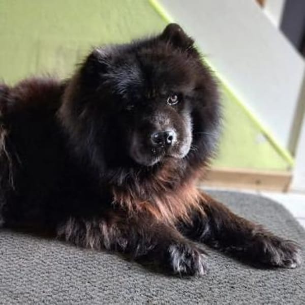 Teddy - suchen ein für immer Zuhause