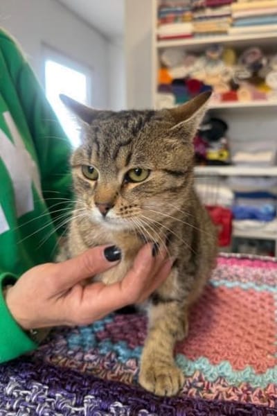 Richie- Fröhlicher Kater sucht Dich