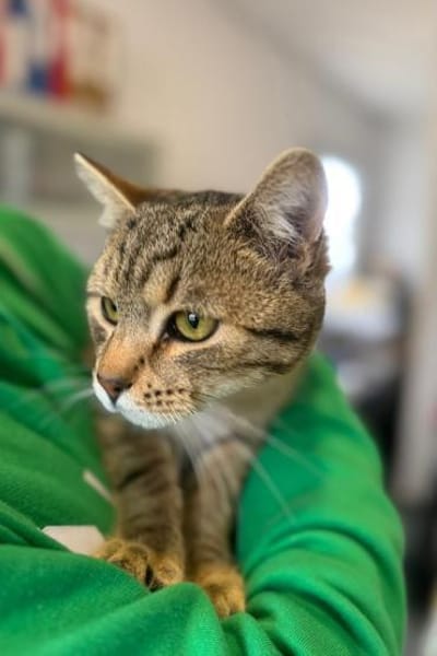 Richie- Fröhlicher Kater sucht Dich