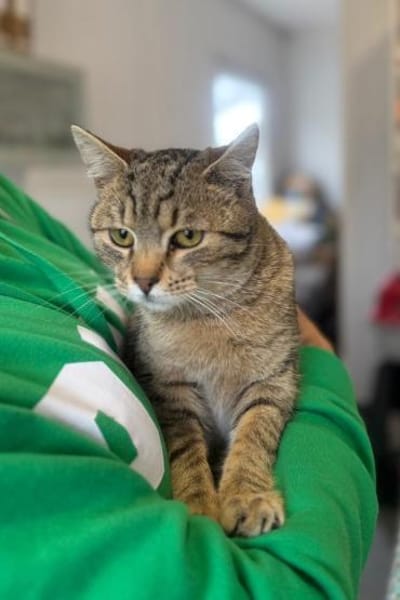 Richie- Fröhlicher Kater sucht Dich