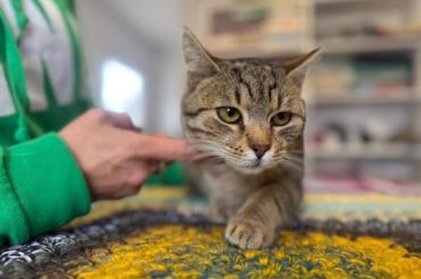Richie- Fröhlicher Kater sucht Dich