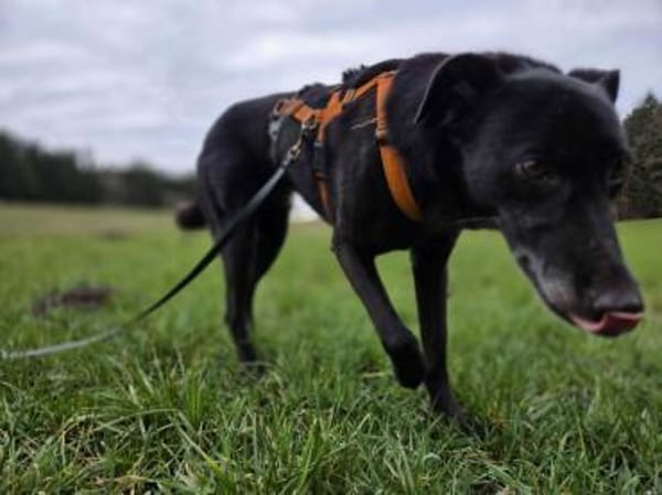 toller Rimo auf PS in 86637