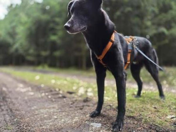 toller Rimo auf PS in 86637