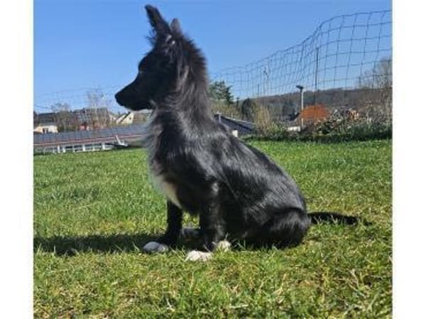 Bumblebee - wartet in 66773 Schwalbach