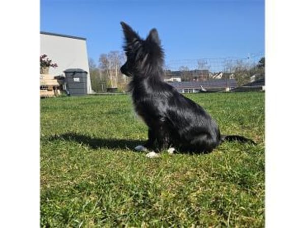 Bumblebee - wartet in 66773 Schwalbach