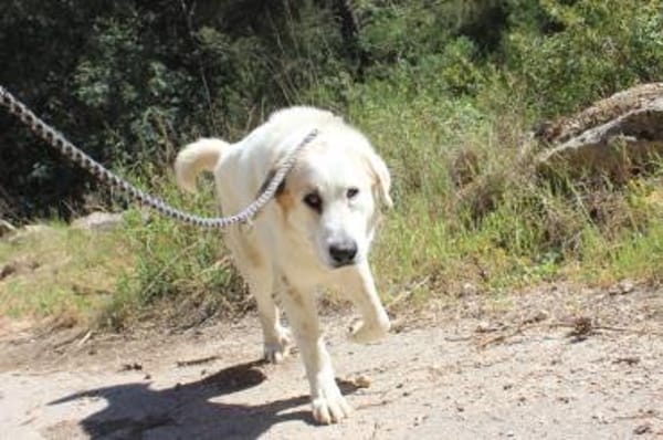 Grosser Rüde, Ludwigshafen