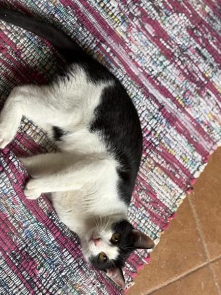 Ida und Nia aus dem Tierschutz