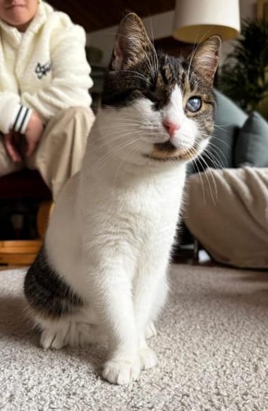 Ida und Nia aus dem Tierschutz