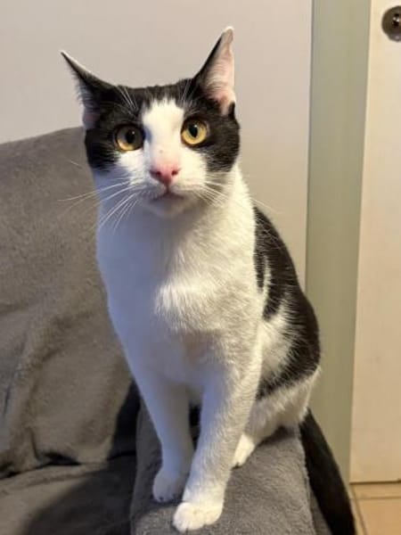 Ida und Nia aus dem Tierschutz