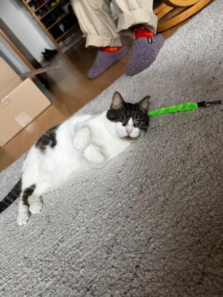 Ida und Nia aus dem Tierschutz