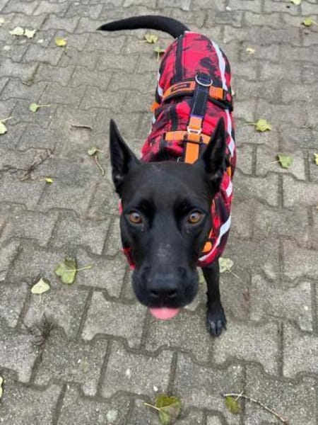 Baguera verliert leider ihr Zuhause....