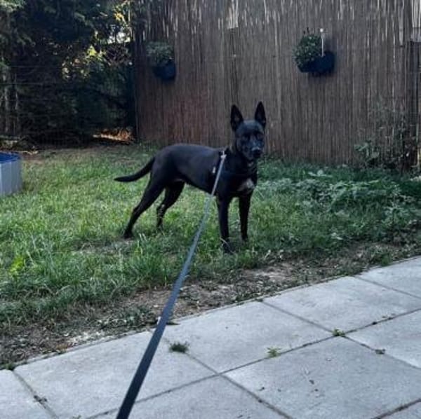 Baguera verliert leider ihr Zuhause....