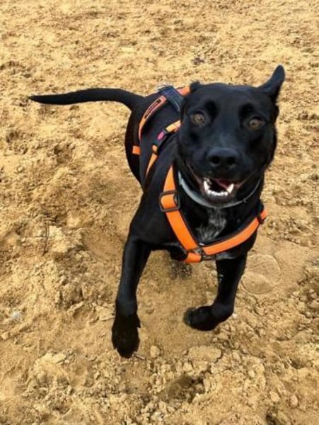 Baguera verliert leider ihr Zuhause....