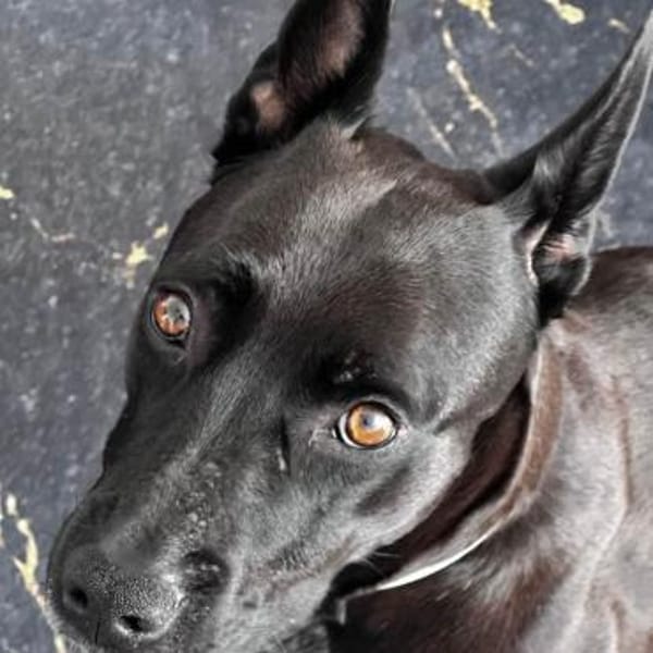 Baguera verliert leider ihr Zuhause....