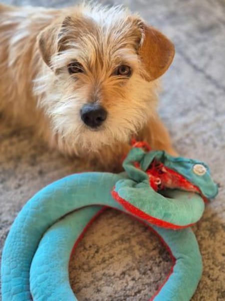 Sunny strahlt wie die Sonne🍀