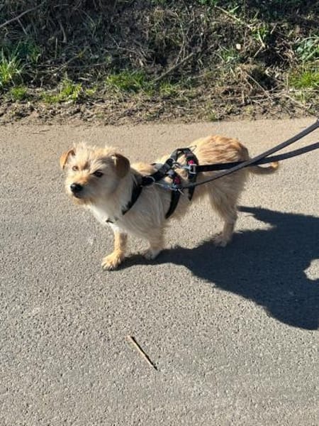 Sunny strahlt wie die Sonne🍀