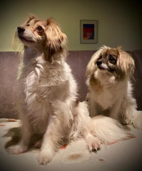 Wer verliebt sich in das süße Duo