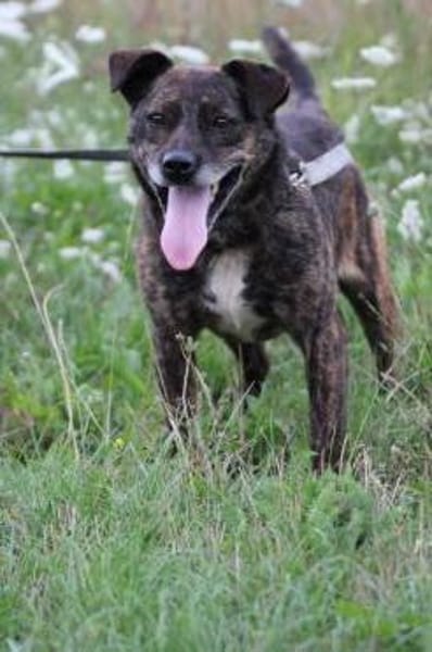 Gustav - fröhlich u. verspielt