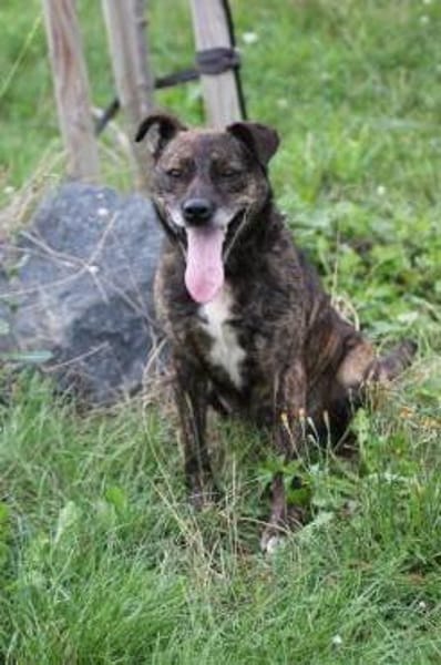 Gustav - fröhlich u. verspielt