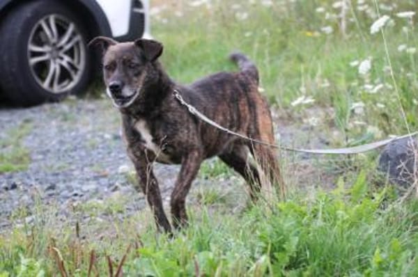 Gustav - fröhlich u. verspielt