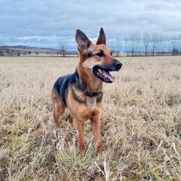 Gwen - ist sehr aktiv&intelligent