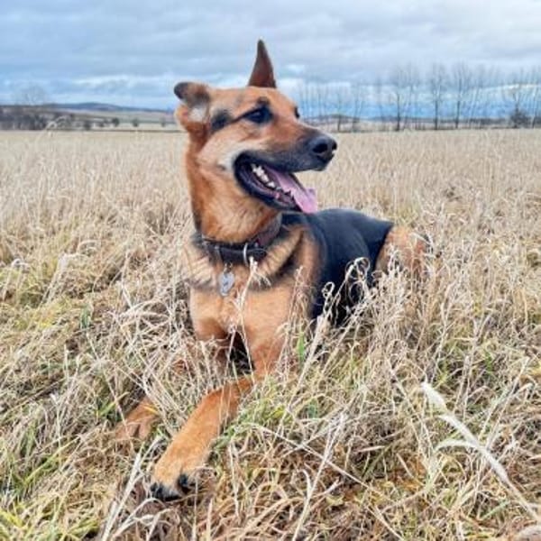 Gwen - ist sehr aktiv&intelligent