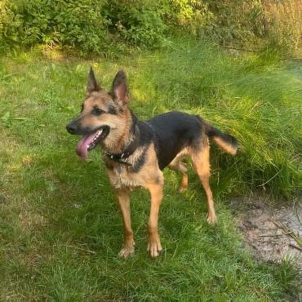 Gwen - ist sehr aktiv&intelligent