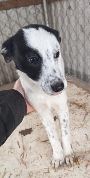 Zizi möchte seine Koffer packen