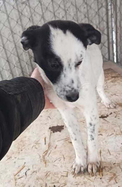 Zizi möchte seine Koffer packen