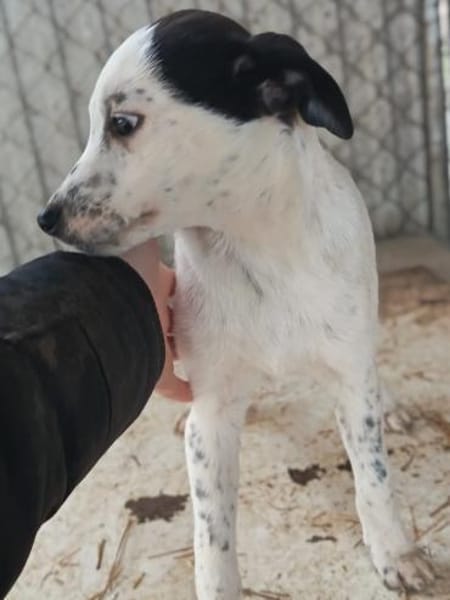 Zizi möchte seine Koffer packen