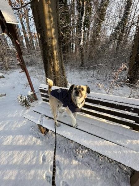 Traumhündin Ellie auf PS 83059